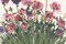 Spring Poppies Iv Poster Print by Jenni Christensen - Item # VARPDXJC101N
